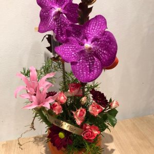 Composition vanda